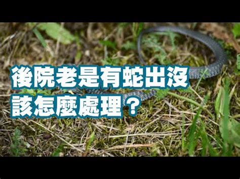 防止蛇進入|蛇進入居室 防蛇驅蛇有7種辦法